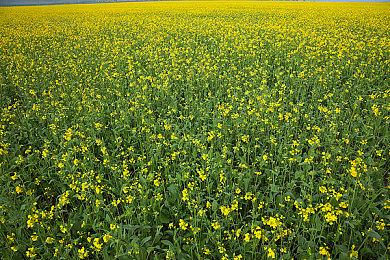 《鬼灭之刃：火神血风谭》官方大赛公布 9月10日在线举行