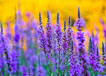 股东担心SE与ZZZQ公司合作：对旗下游戏有影响